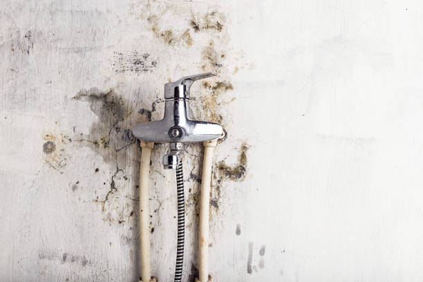Best Mold Removal Specialists  in Brooklyn Park, MD