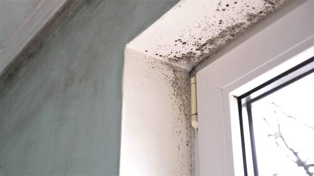 Best Fast Mold Removal  in Brooklyn Park, MD
