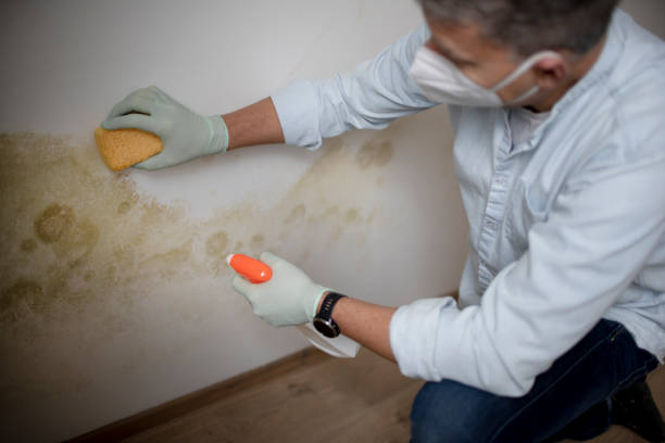Best Emergency Mold Removal  in Brooklyn Park, MD