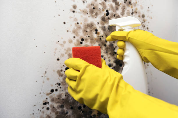 Best Attic Mold Removal  in Brooklyn Park, MD