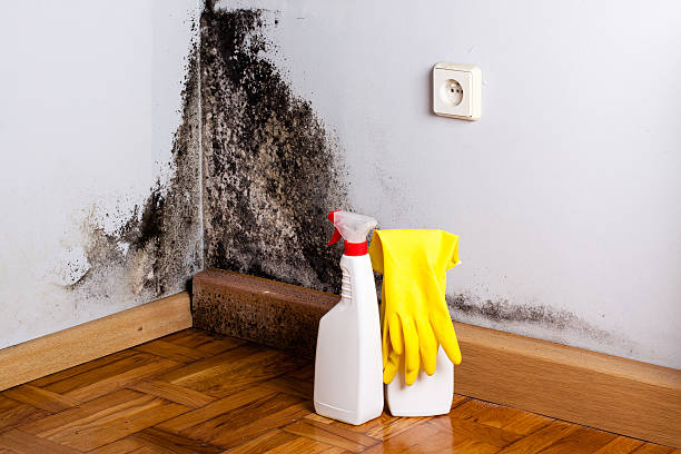 Best Fast Mold Removal  in Brooklyn Park, MD