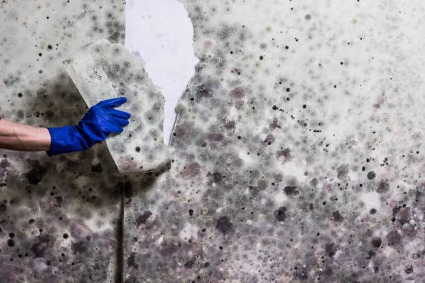 Best Crawl Space Mold Removal  in Brooklyn Park, MD