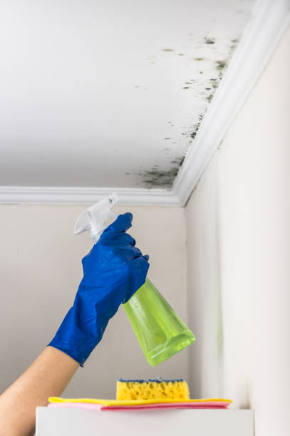 Trusted Brooklyn Park, MD Mold Removal Experts