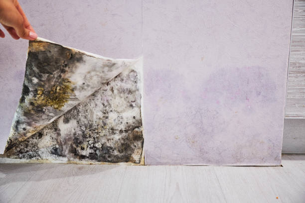 Best Professional Mold Removal  in Brooklyn Park, MD